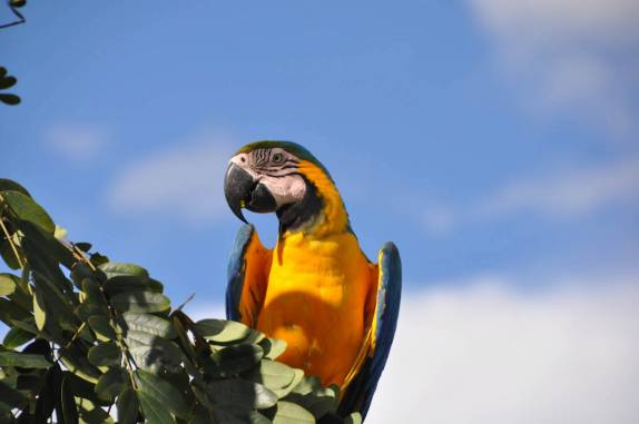 Arara no Centro de Pesquisas de Animais, em Balbina - AM